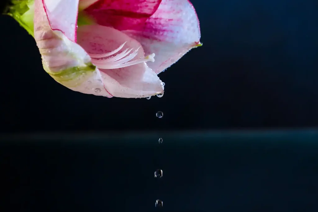 How to Store Rosewater Properly